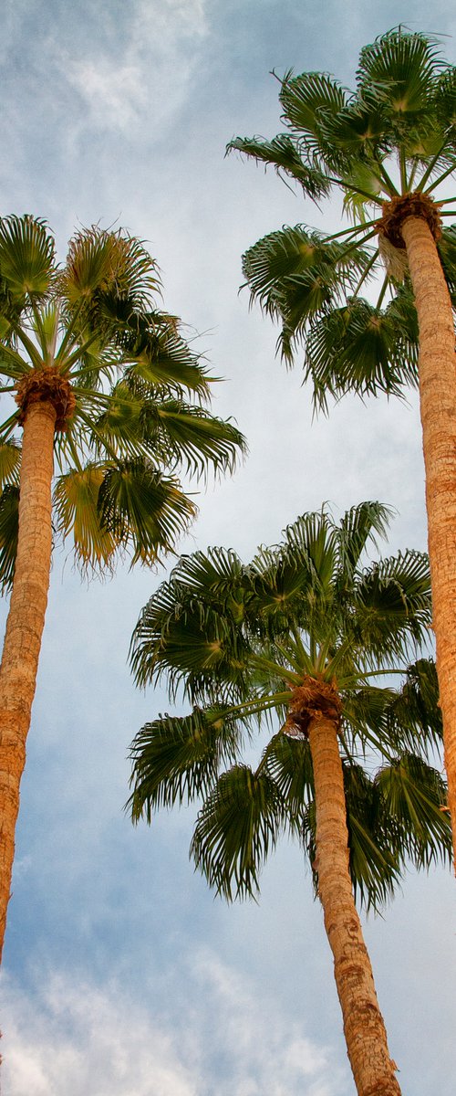 PARADISE PALMS Palm Springs CA by William Dey