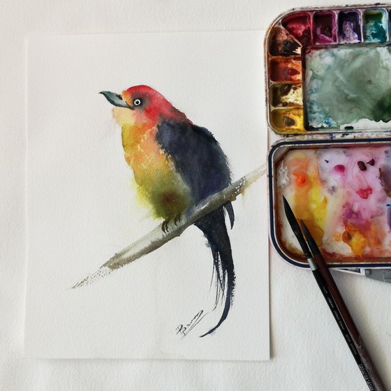 Western tanager