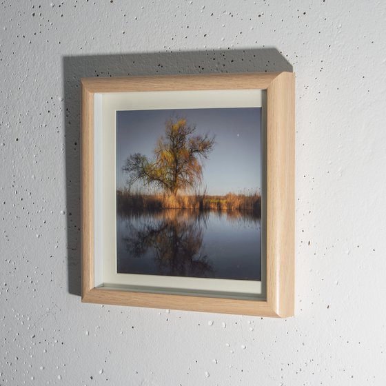 Weeping willow (framed)