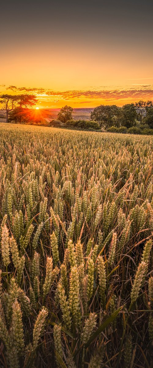 'Wheat Field Sunset' Giclée Fine Art Print by Chad Powell