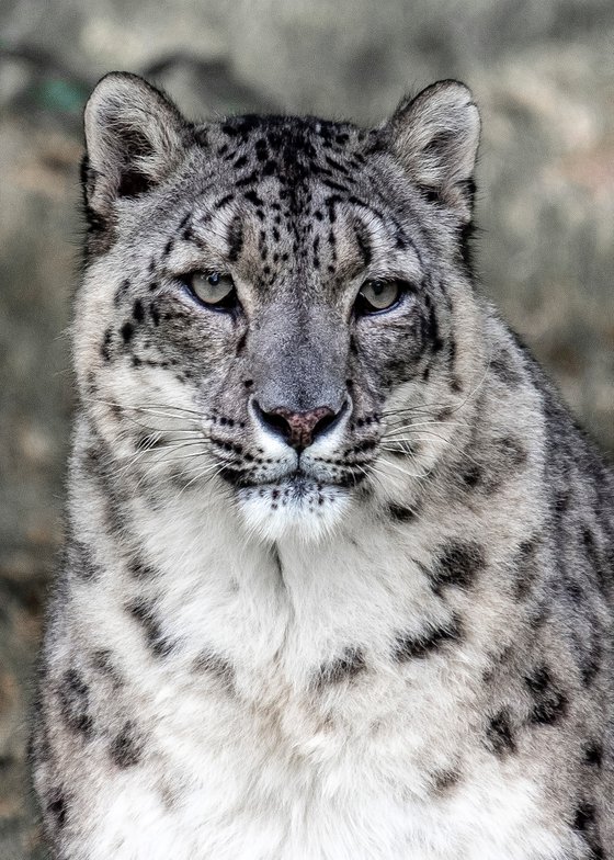 Snow Leopard ( Panthera Uncia )