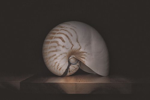 The Nautilus by Paul Nash