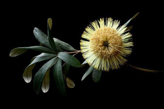Banksia Integrifolia