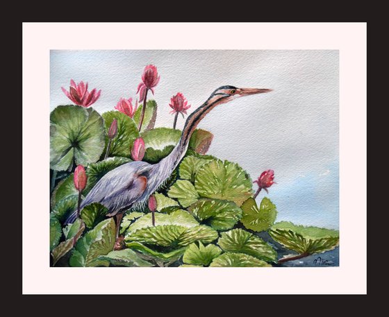 Purple Heron (Watercolor original)
