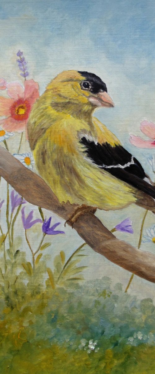 Early Spring American Goldfinch by Angeles M. Pomata