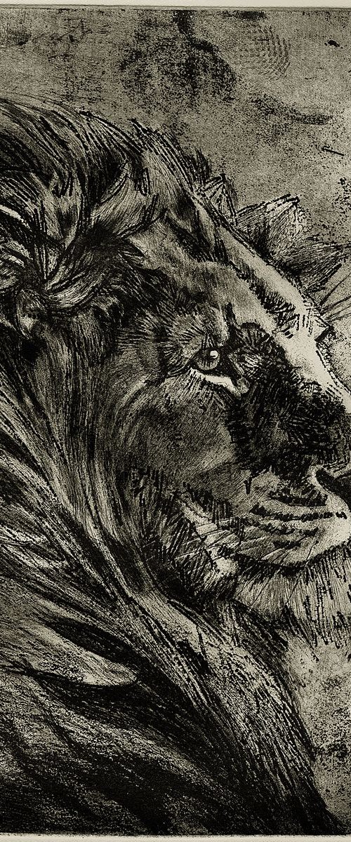 Lion Etching by Isabel Hutchison