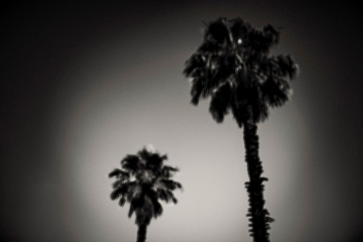 Expressive Landscape Photograph By Tal Paz-Fridman, 28 X 20", Palm Trees, Original Artwork