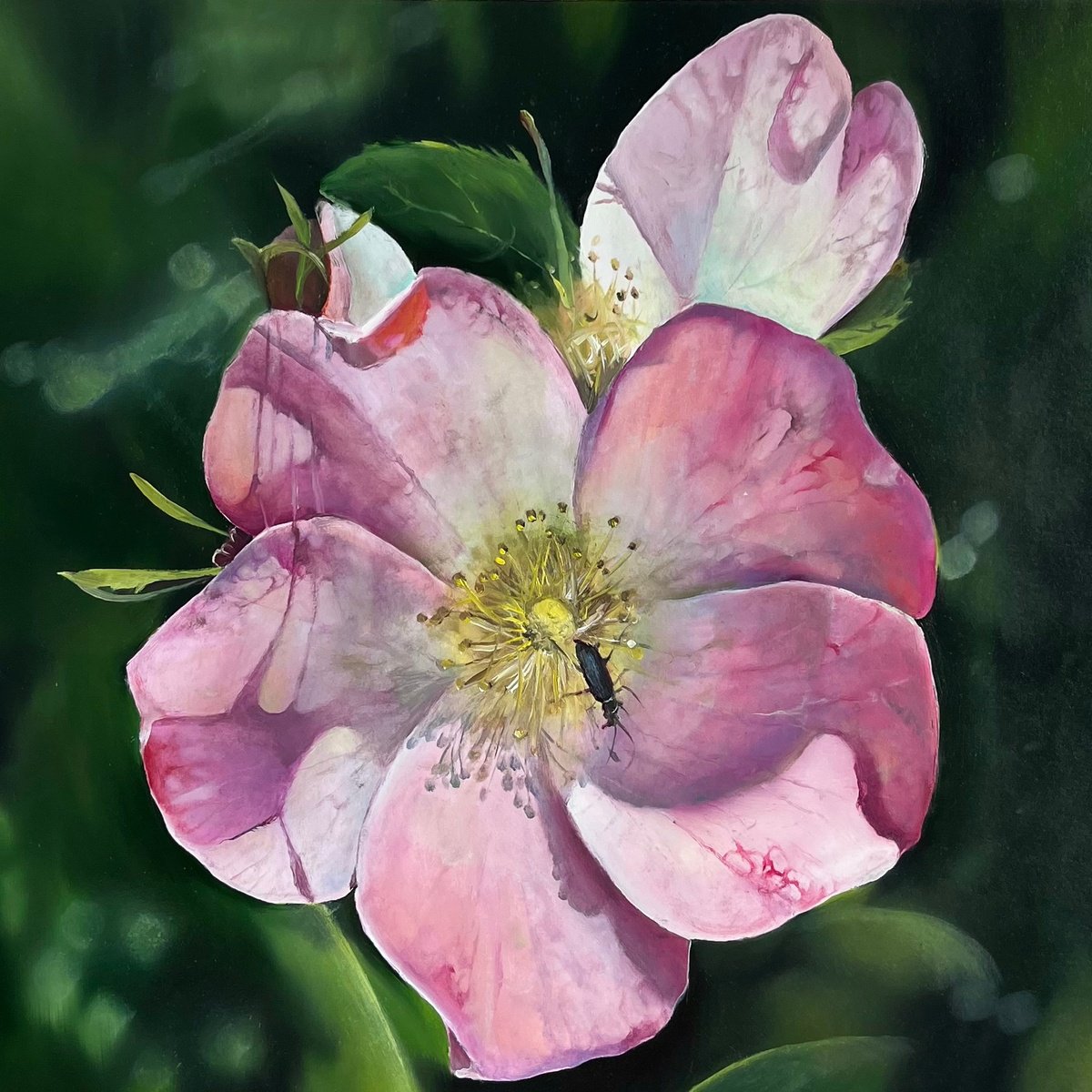 Photorealistic Botanical Oil Painting By Myroslava Denysyuk, 12 X 12", Pink Hybrid Rose Dog-Rose, Original Artwork