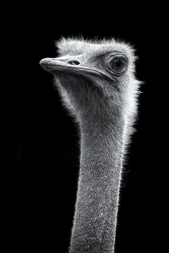 Ostrich head