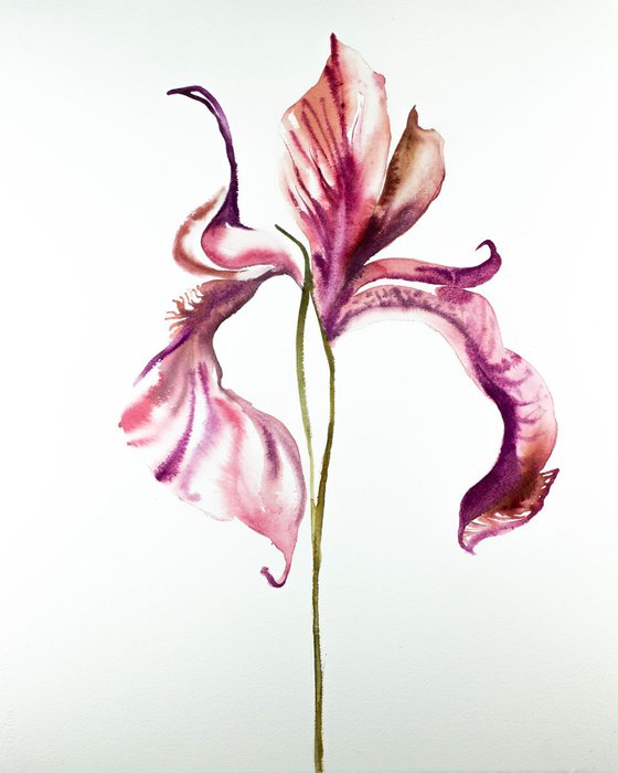 Iris No. 89