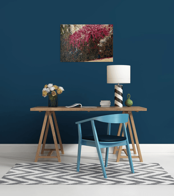 Bougainvillea