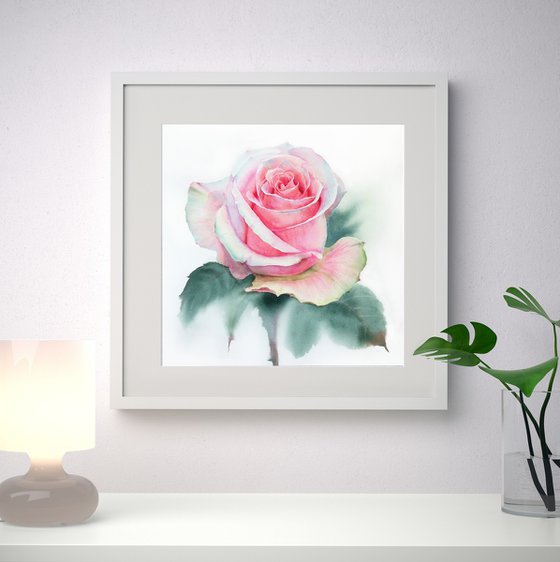 The Delicate Rose