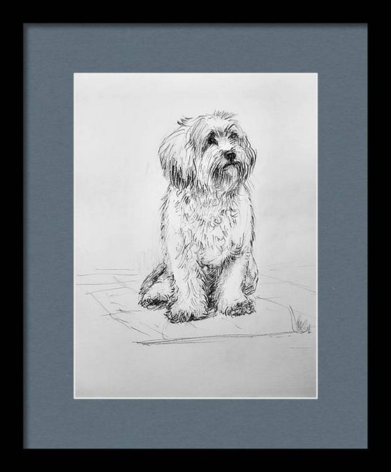 Shih Tzu dog