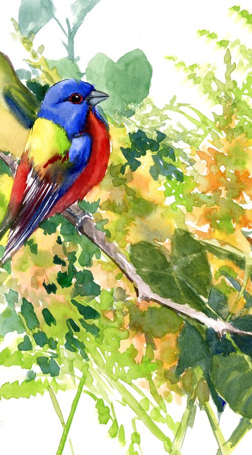 Painted bunting by Suren Nersisyan