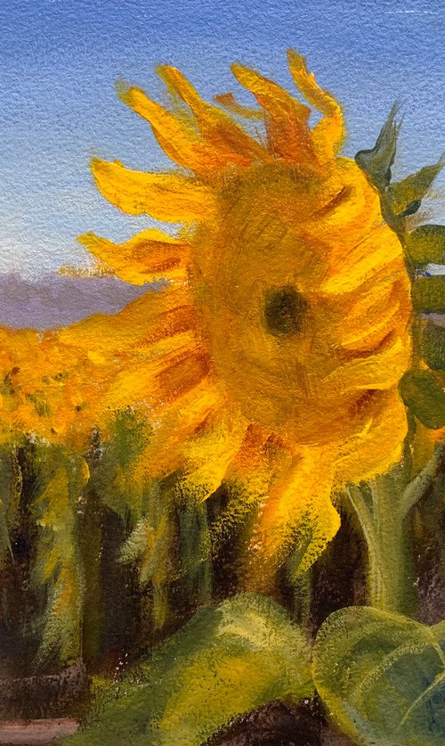 Sunflower fields by Shelly Du