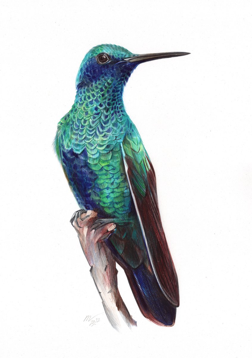 Photorealistic Animal Drawing By Daria Maier, 9 X 13, Sparkling Violetear, Original Artwork