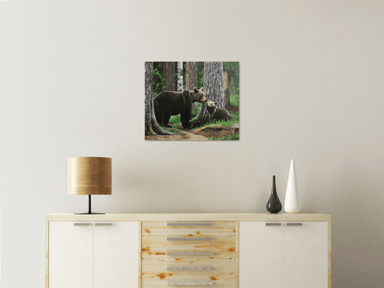 Bears in the coniferous forest