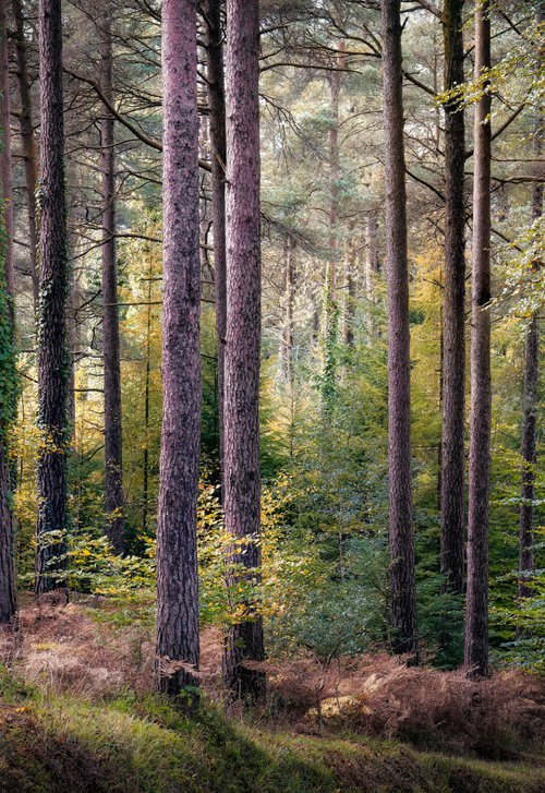Haldon Forest by Paul Nash