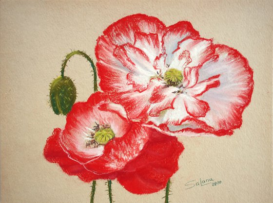 Poppies