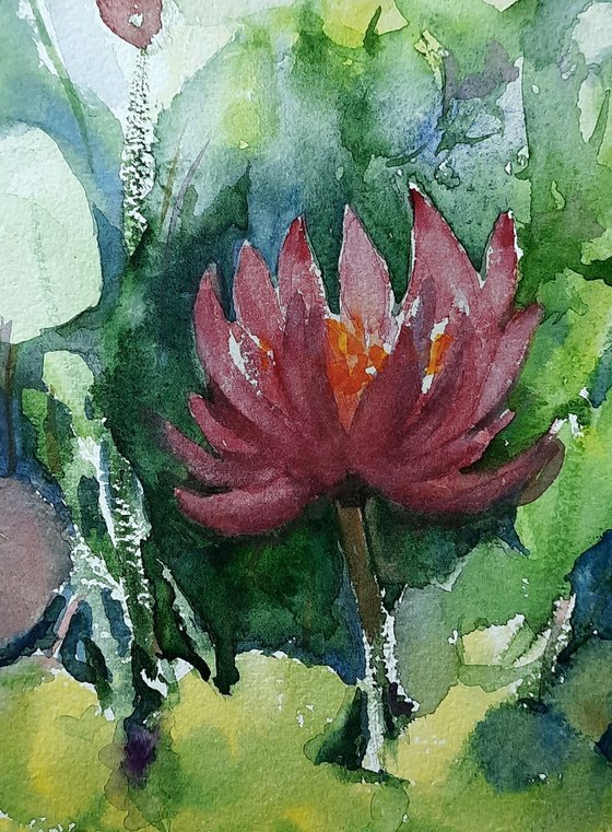 Monsoon Water Lily pond 1