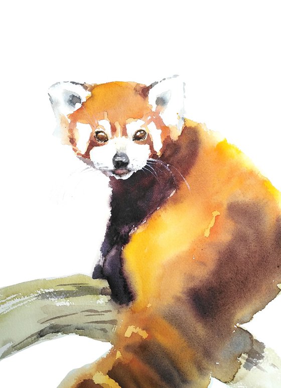 Red panda bear artwork, watercolor illustration