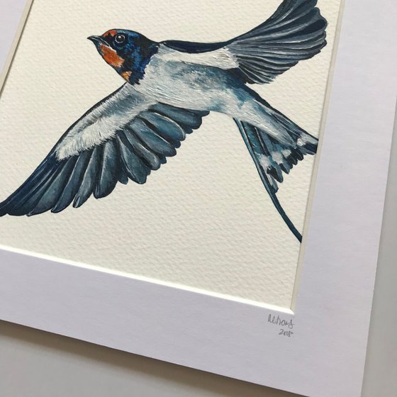 Swallow