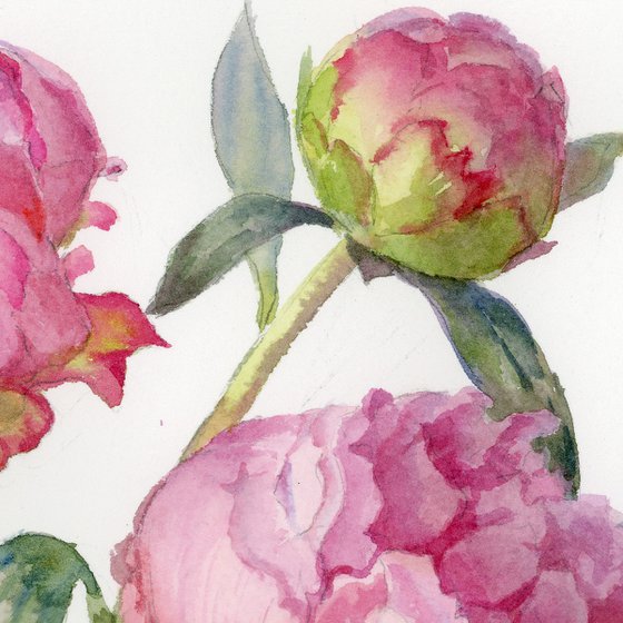 Three peonies