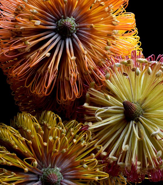 Three Banksias