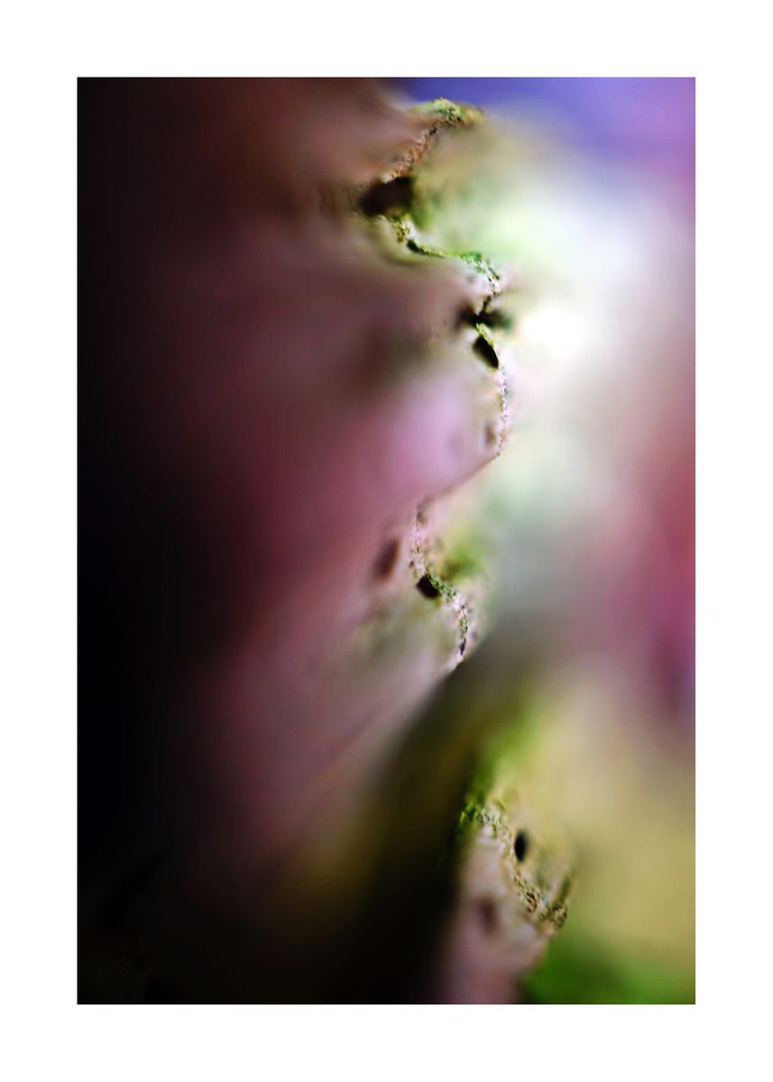 Abstract Nature Photography 93 (LIMITED EDITION OF 15) by Richard Vloemans