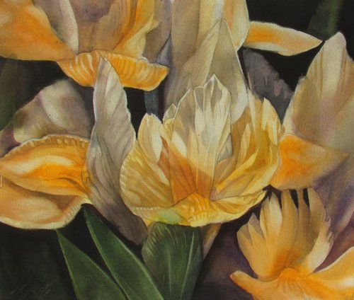 yellow dutch irises by Alfred  Ng