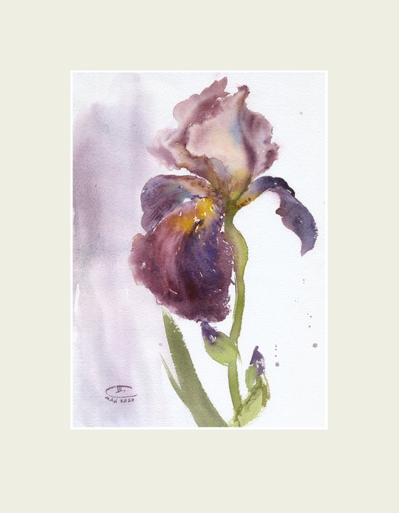 Purple iris. Tender flowers collection.
