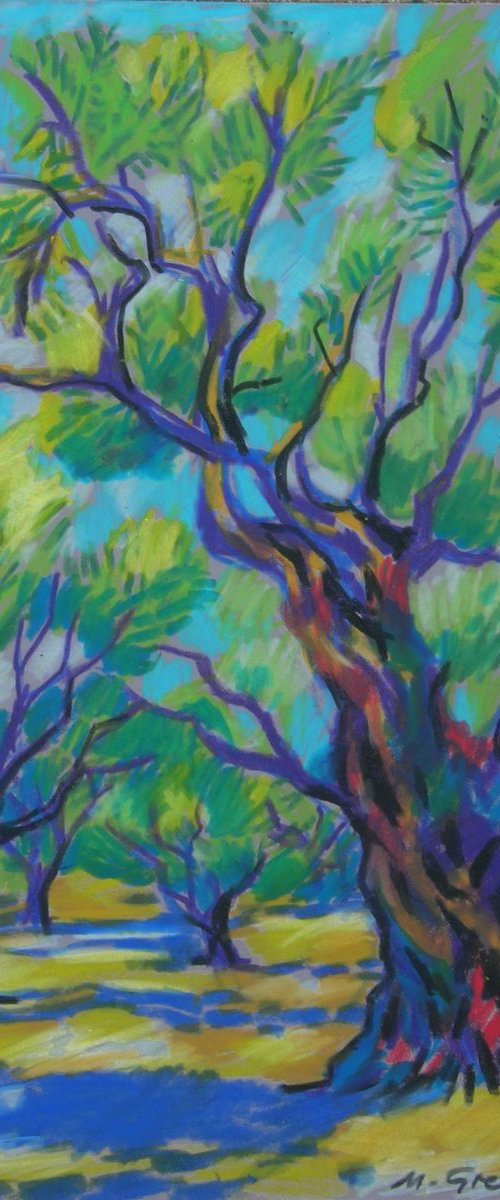 Old olive orchard by Maja Grecic