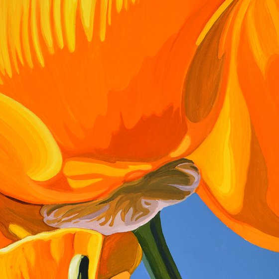 Californian Poppy and Wind #3