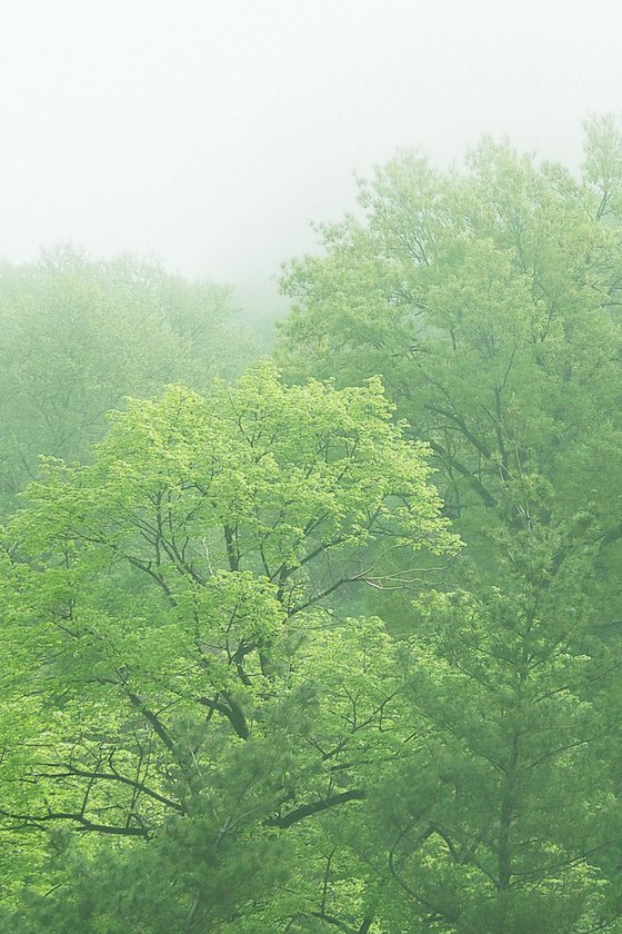 Wild Season
