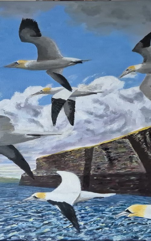 Shetland Shore: Gannets in Flight by Chris Marshall