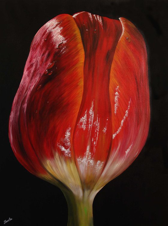 Tulip