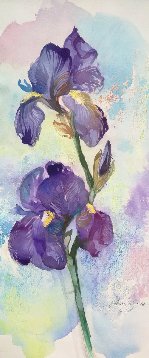 Iris Watercolor by Anna Silabrama