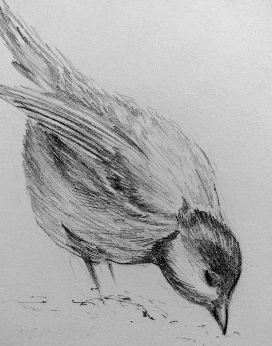 Birds. Original pencil drawing.