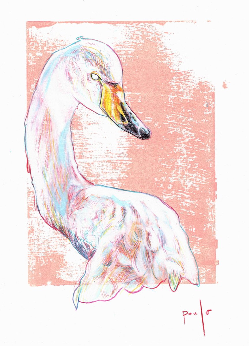 Illustrative Animal Acrylic Painting By Paul Ward, 8 X 12", Whooper Swan, Original Artwork