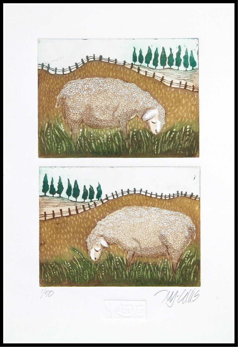 Sheep country by Mariann Johansen-Ellis
