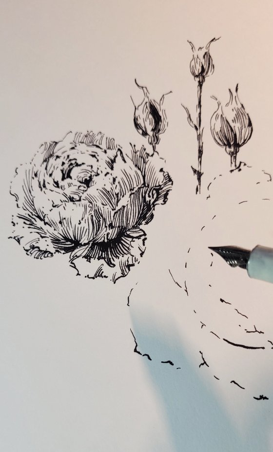 Ink David Austin Roses