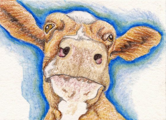 ACEO ATC Original Colored Pencil Art-Brown Cow Farm-Carla Smale