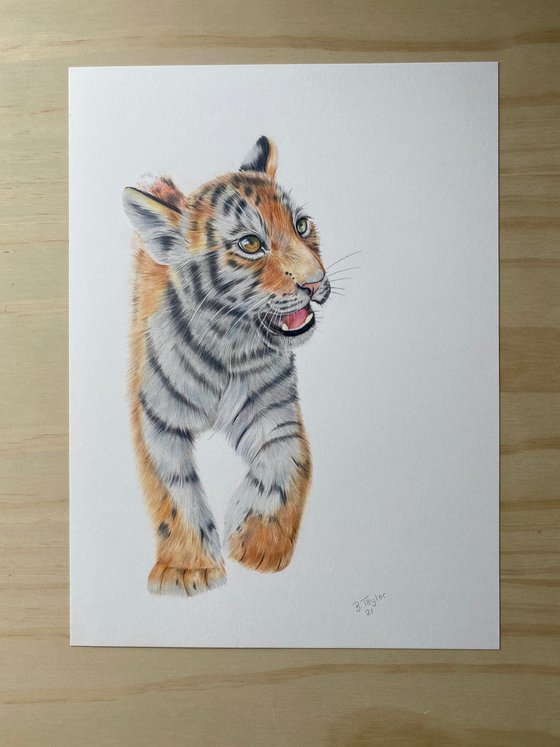 Tiger drawing