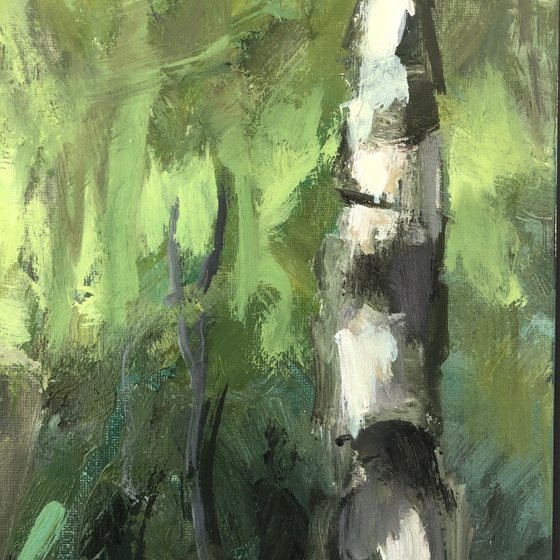 Silver Birches