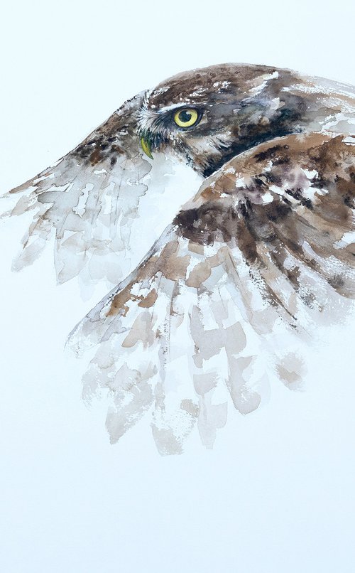 Little Owl by Andrzej Rabiega