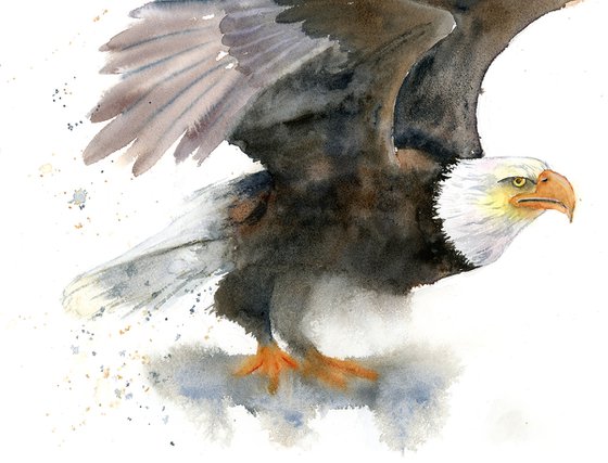 Eagle  -  Original Watercolor Painting by Olga Shefranov