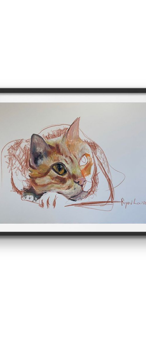 Cat by Ryan Louder