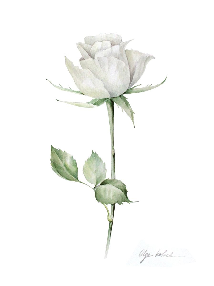 White Rose (2018) Watercolour By Olga Koelsch | Watercolor Flower Art