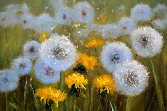 Delicate dandelions