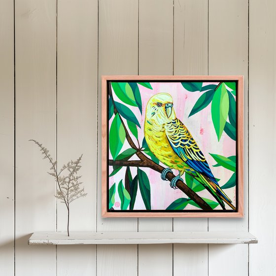 Budgie Beauties: Jinx